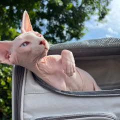 Luna Sphynx female - Image 4