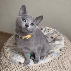 Katya Russian Blue female - Image 4