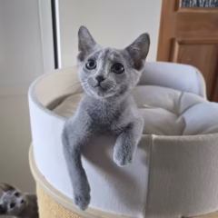 russian blue kitten for adoption viktor male