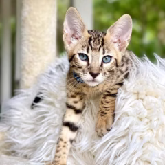 Zephyr Savannah F7 male - Image 5