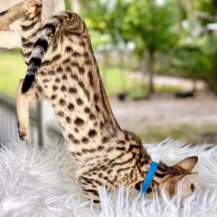 Zephyr Savannah F7 male - Image 2