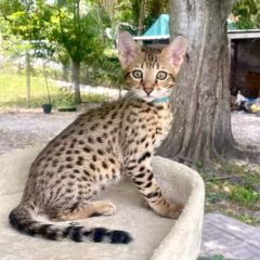 Asher Savannah F7 male - Image 4
