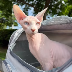 Luna Sphynx female - Image 3
