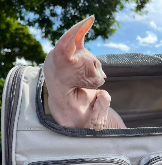 female sphynx kitten for adoption white odd eyes