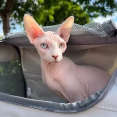 Luna Sphynx female - Image 6