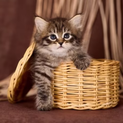 Viktor Siberian male - Image 4