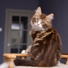 Maine Coon male for sale – Orion, black marble bicolor, playful and affectionate