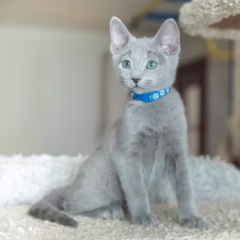 Alexei Russian Blue male - Image 2