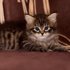 Viktor Siberian male - Image 2