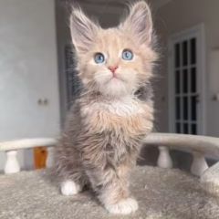 maine coon for sale female