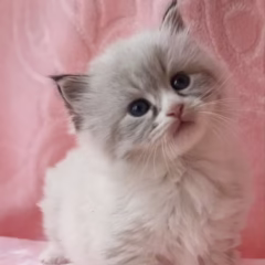 siberian kitten for adoption seal lynx point and white female