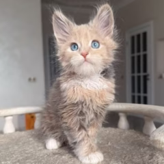 Aurora Maine Coon female - Image 2