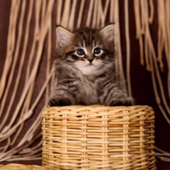 siberian kitten for adoption black marble male