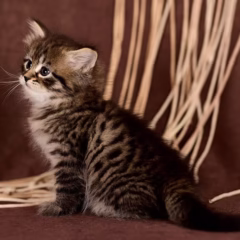 Viktor Siberian male - Image 5