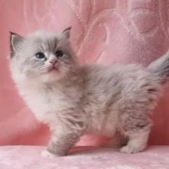 Anya Siberian female - Image 2