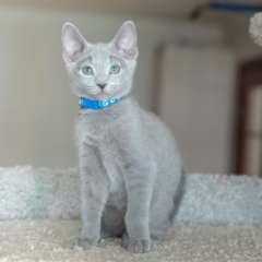 Alexei Russian Blue male - Image 4