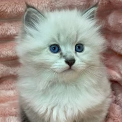 Leo Siberian male - Image 2