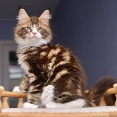 Orion Maine Coon male - Image 3