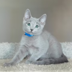 Alexei Russian Blue male - Image 3