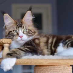 Orion Maine Coon male - Image 5