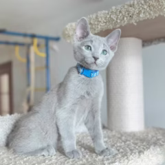 russian blue kitten for adoption alexei male