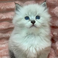 siberian kitten for adoption blue lynx point with white male