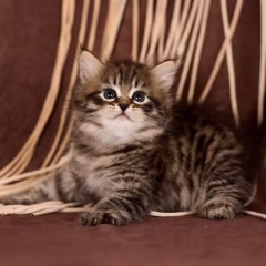 Viktor Siberian male - Image 3