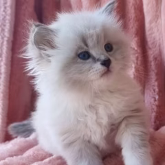 Leo Siberian male - Image 3