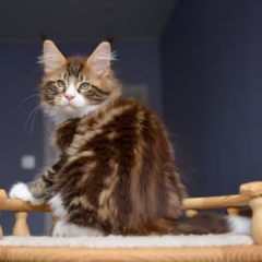 Orion Maine Coon male - Image 4