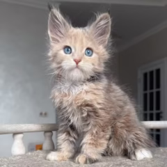 Aurora Maine Coon female - Image 3
