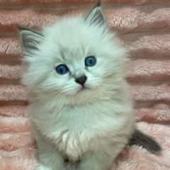 Leo Siberian male - Image 4
