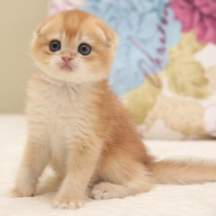 scottish fold black gold kitten for adoption male