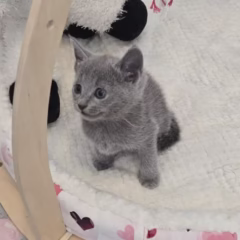 Anastasia Russian Blue female - Image 5