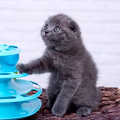 Jasper Scottish Fold male - Image 5