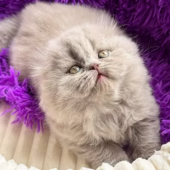 scottish fold longhair lilac kitten for adoption male