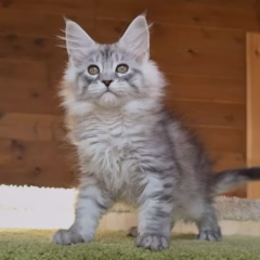 Luna Maine Coon female - Image 3
