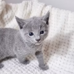 Mikhail Russian Blue male - Image 6