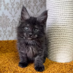 Ragnar Maine Coon male - Image 5