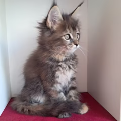 Nyla Maine Coon female - Image 4