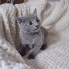 Mikhail Russian Blue male - Image 5