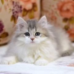scottish straight longhair blue gold kitten for adoption male