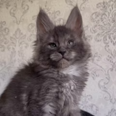 Atlas Maine Coon male - Image 2