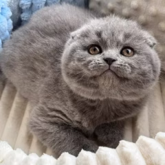 Leo Scottish Fold male - Image 2