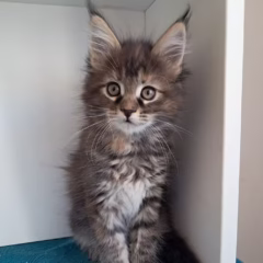 Nyla Maine Coon female - Image 2