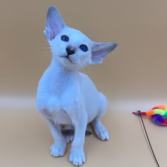 Orion Siamese male - Image 3