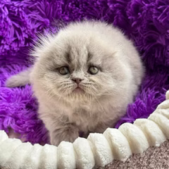 Oliver Scottish Fold Longhair male - Image 4