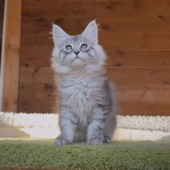 Maine Coon female for sale – Luna, black silver mackerel tabby, playful and affectionate