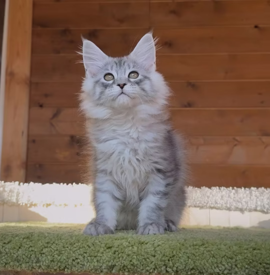 Maine Coon female for sale – Luna, black silver mackerel tabby, playful and affectionate