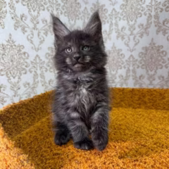 Ragnar Maine Coon male