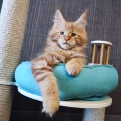 Rowan Maine Coon male - Image 2